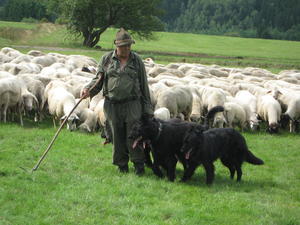 Bild vergr��ern: 20130830 Wandersch�fer