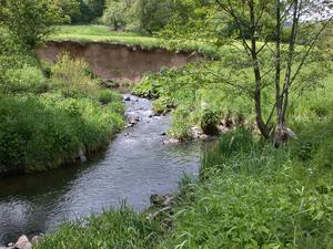 Bild vergr��ern: F�r lebendige Gew�sser, wie hier der Wetterbach bei Holzhausen, setzt sich der Arbeitskreis Gew�sser ein.