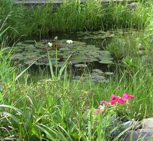 Bild vergr��ern: Hinter meiner Hecke