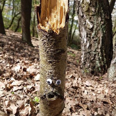 Bild vergr��ern: 20180615 PM Ab in den Wald 3
