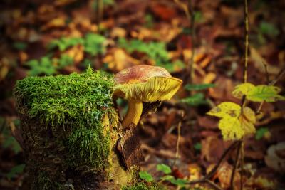 Bild vergr��ern: Einen Nachmittag verschiedene Pilze entdecken
