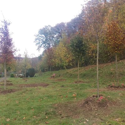 Bild vergr��ern: 20191203 PM Besattung Wald