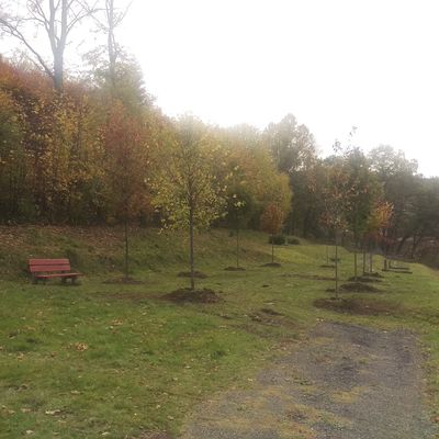 Bild vergr��ern: 20191203 PM Bestattung Wald 01