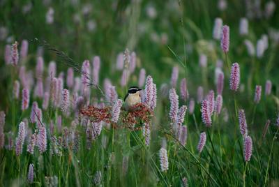 Bild vergr��ern: Braunkehlchen Burb.-Lippe P.Fasel-4MB 16.6.08 (30) (2)