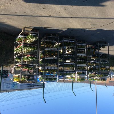 Bild vergr��ern: Zahlreiche Blumen warten auf dem Gel�nde des Bauhofes darauf, dass sie das Dorfbild versch�nen k�nnen.