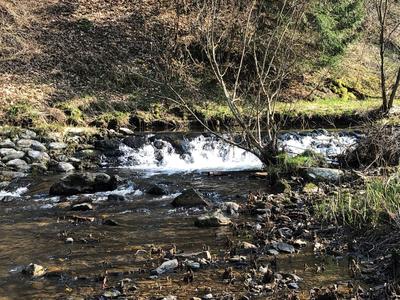 Bild vergr��ern: Altes Wehr im Bestand