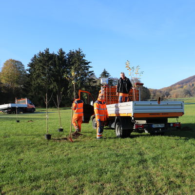 Bild vergr��ern: Der gemeindliche Bauhof bereitet die Pflanzung der Willkommensb�ume auf der k�nftigen Streuobstwiese in Wahlbach vor