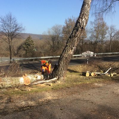 Bild vergr��ern: 20210323 PM Baumf�llarbeiten  (1)