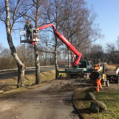 Bild vergr��ern: 20210323 PM Baumf�llarbeiten  (2)