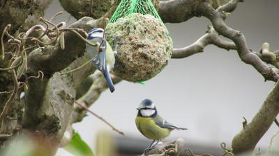 Bild vergr��ern: Vogelfutter kann auch selbst gemacht werden, damit unn�tiger M�ll vermieden wird.