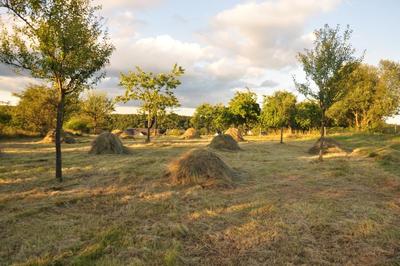 Bild vergr��ern: Eine Streuobstwiese nach der Mahd.