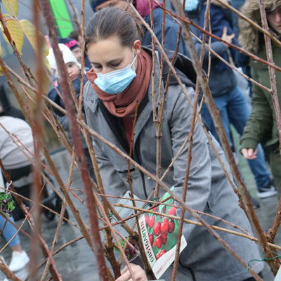 Bild vergr��ern: Mit vielen Burbacher Familien ist demn�chst gut Kirschen essen. Die rote, s��e Frucht war in diesem Jahr im Rahmen der Willkommensbaum-Aktion des Familienb�ros sehr beliebt.
