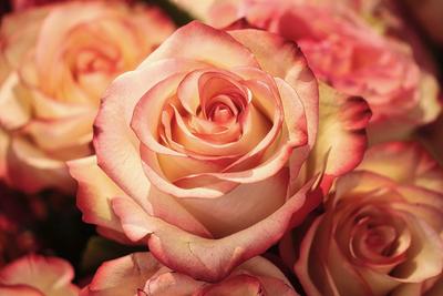 Bild vergr��ern: Rosen sagen mehr als 1000 Worte - umso sch�ner ist der Valentinsgru�, wenn sie das Fairtrade-Siegel tragen.