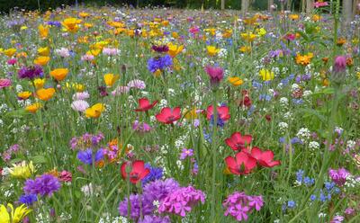 Bild vergr��ern: Mit dem Anlegen einer Blumenwiese wird wichtiger Lebensraum f�r diverse Insekten geschaffen.