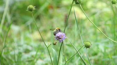 Bild vergr��ern: Eine Ackerhummel auf einem Teufelsabbiss.