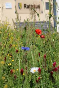 Bild vergr��ern: Vor einem Jahr wurde die Wildblumenwiese am Rathaus angelegt. Jetzt gr�nt und bl�ht es zur Freude der Besucherinnen und Besucher sowie der Mitarbeitenden der Verwaltung.