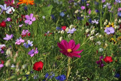 Bild vergr��ern: Eine bunte Blumenwiese w�rmt das Herz.