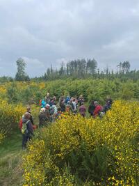Bild vergr��ern: Das Gr�n der B�ume und das Gelb des Ginsters waren die st�ndigen Begleiter der Wanderinnen und Wanderer.