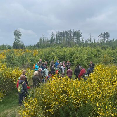 Bild vergr��ern: Das Gr�n der B�ume und das Gelb des Ginsters waren die st�ndigen Begleiter der Wanderinnen und Wanderer.