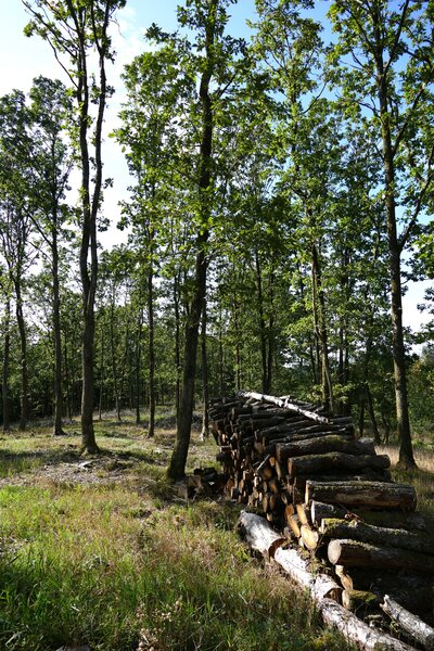 Bild vergr��ern: Rund vier Kilometer lang ist die Wanderung durch den Hauberg in Holzhausen.