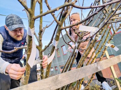 Bild vergr��ern: Die Familien hatten sich im Vorfeld f�r eine Obstsorte entschieden. Am Bauhof wurde nun mit kritischem Blick ein passender Baum ausgesucht.