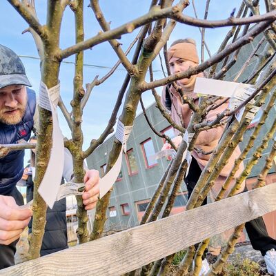 Bild vergr��ern: Die Familien hatten sich im Vorfeld f�r eine Obstsorte entschieden. Am Bauhof wurde nun mit kritischem Blick ein passender Baum ausgesucht.