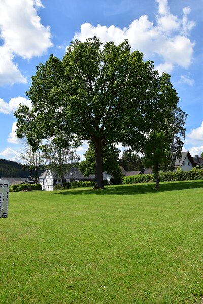 Bild vergr��ern: Die regional bedeutsame Eiche am Friedhof in Bad Berleburg-Berghausen.