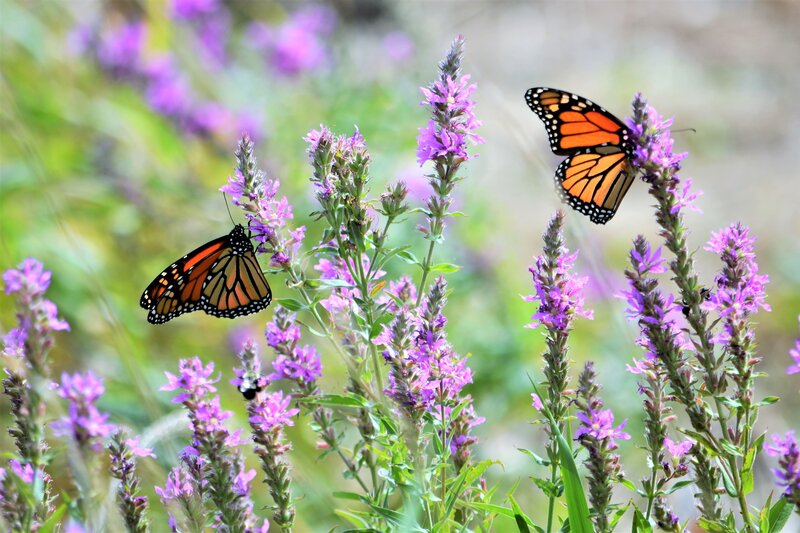 monarch-butterflies-sipping-nectar-from-purple-flo-2026-03-17-07-20-14-utc