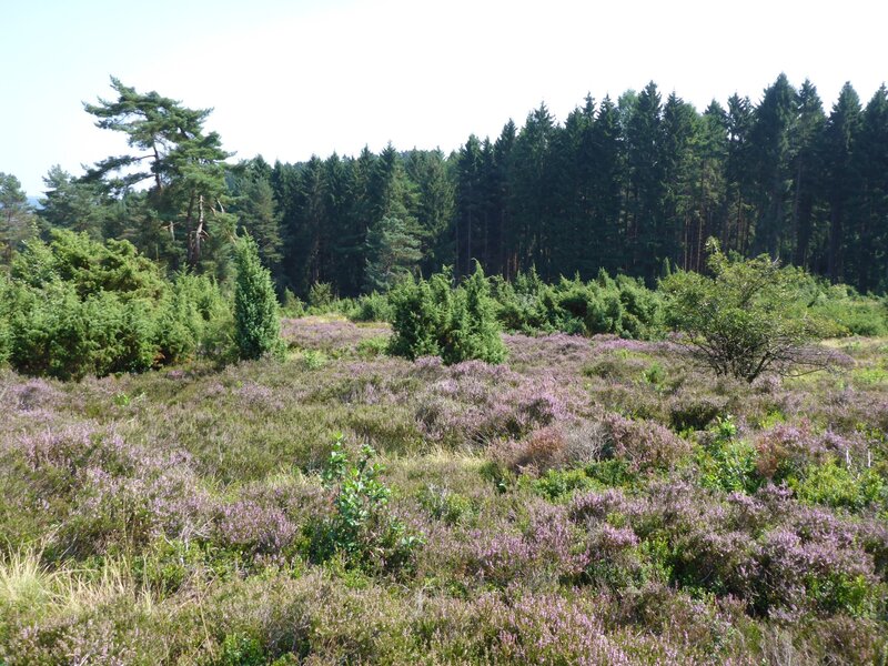 Wacholderheide