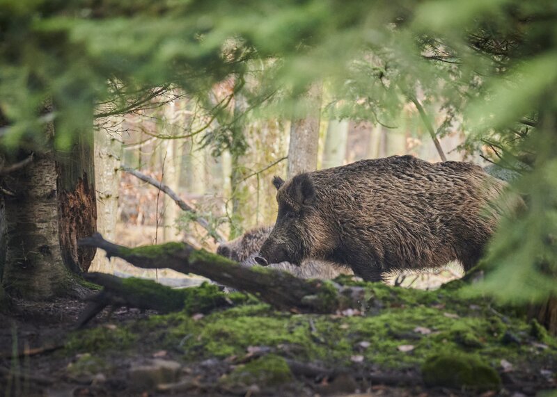 Wildschwein